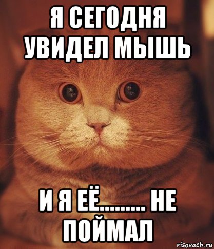 я сегодня увидел мышь и я её......... не поймал, Мем  Кот который видел ужасные вещи