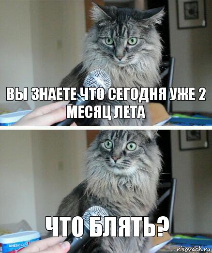 Вы знаете что сегодня уже 2 месяц лета Что блять?, Комикс  кот с микрофоном