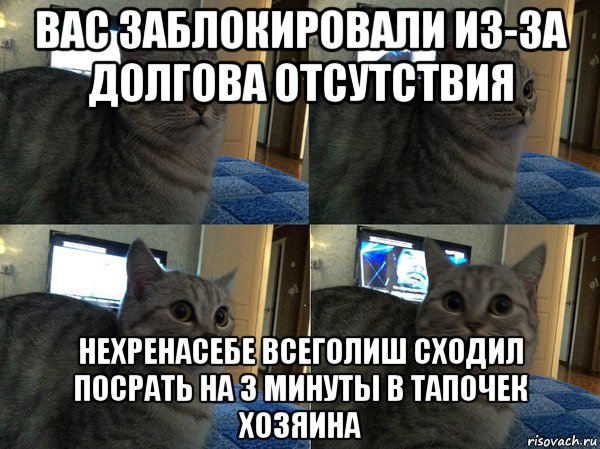 вас заблокировали из-за долгова отсутствия нехренасебе всеголиш сходил посрать на 3 минуты в тапочек хозяина, Мем  Кот в шоке