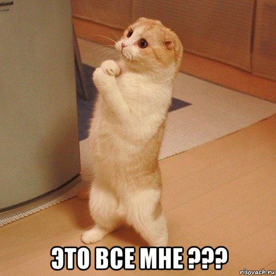  это все мне ???, Мем  котэ молится