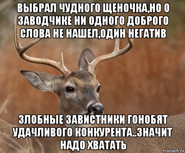 выбрал чудного щеночка,но о заводчике ни одного доброго слова не нашел,один негатив злобные завистники гонобят удачливого конкурента..значит надо хватать