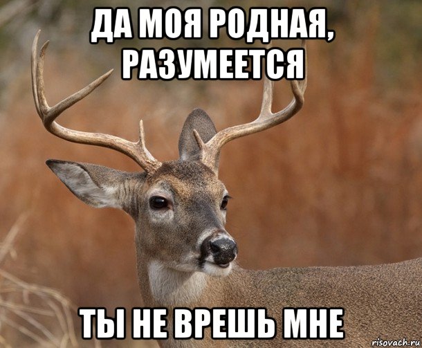 да моя родная, разумеется ты не врешь мне, Мем  Наивный Олень v2