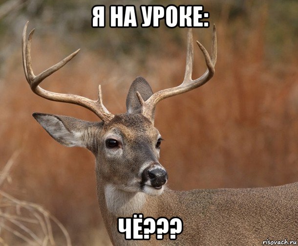 я на уроке: чё???, Мем  Наивный Олень v2