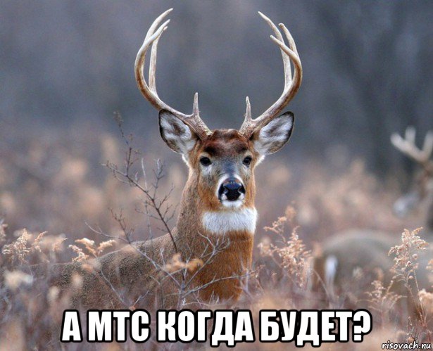  а мтс когда будет?