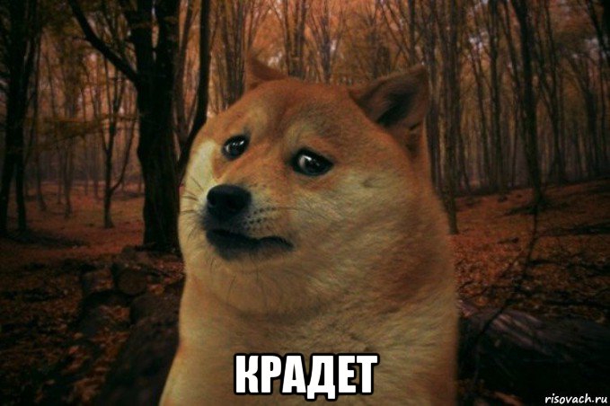  крадет, Мем SAD DOGE