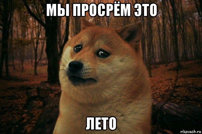 мы просрём это лето, Мем SAD DOGE