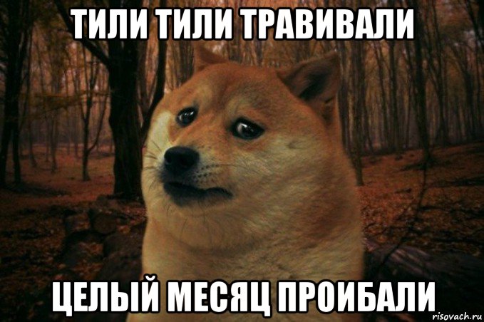 тили тили травивали целый месяц проибали, Мем SAD DOGE