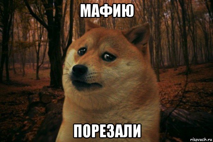 мафию порезали, Мем SAD DOGE