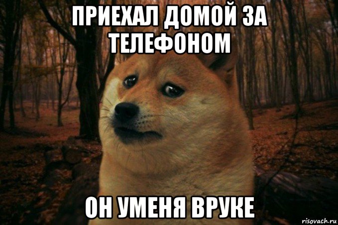 приехал домой за телефоном он уменя вруке, Мем SAD DOGE