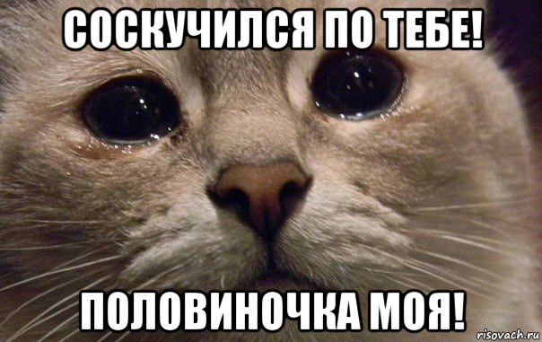 соскучился по тебе! половиночка моя!, Мем   В мире грустит один котик