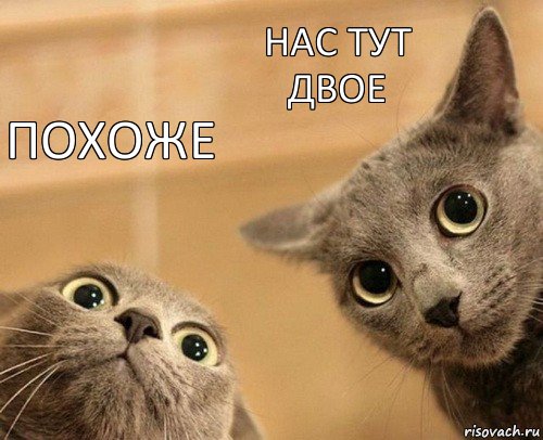 похоже нас тут двое, Комикс  2 кота