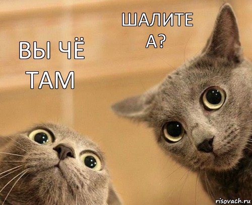 Вы чё там шалите а?, Комикс  2 кота