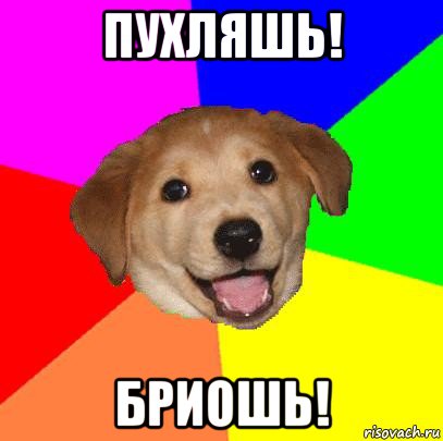 пухляшь! бриошь!, Мем Advice Dog