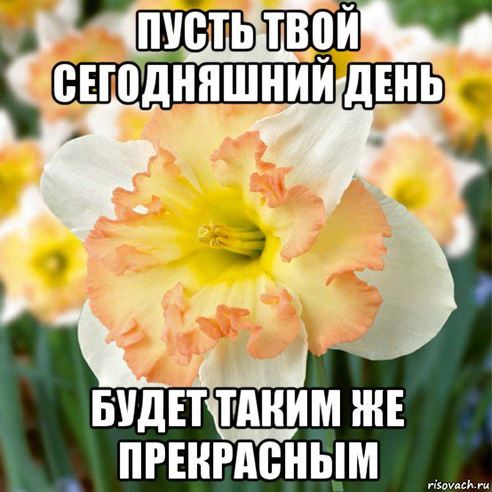 Пусть твое сегодня. Пусть сегодняшний день. Пусть твой день будет. Сегодня будет прекрасный день. Пусть твой сегодняшний день.