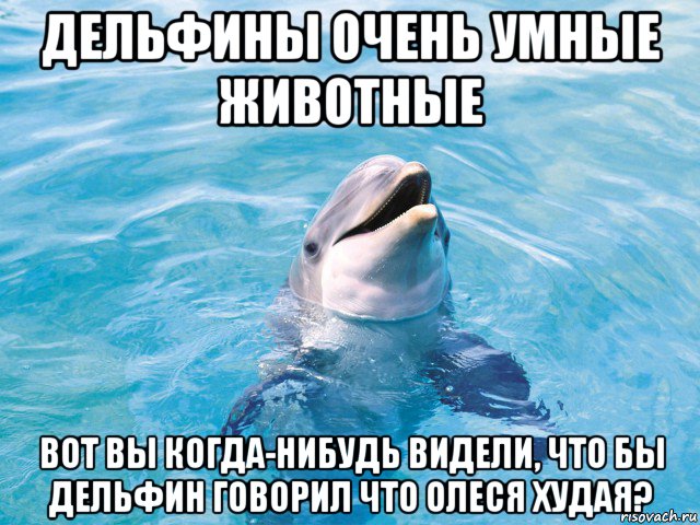 дельфины очень умные животные вот вы когда-нибудь видели, что бы дельфин говорил что олеся худая?, Мем Дельфин