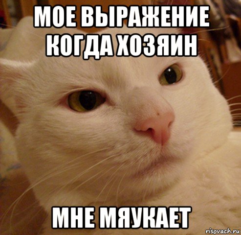 мое выражение когда хозяин мне мяукает, Мем Дерзкий котэ