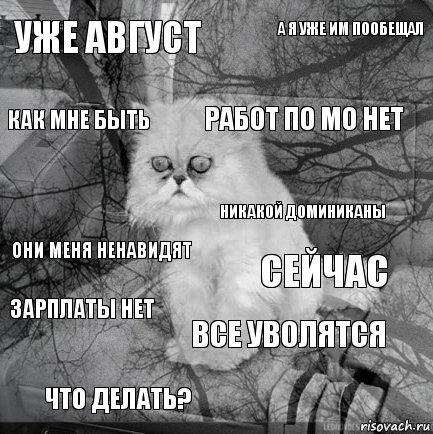 Уже август сейчас работ по МО нет что делать? они меня ненавидят а я уже им пообещал все уволятся как мне быть зарплаты нет никакой Доминиканы, Комикс  кот безысходность