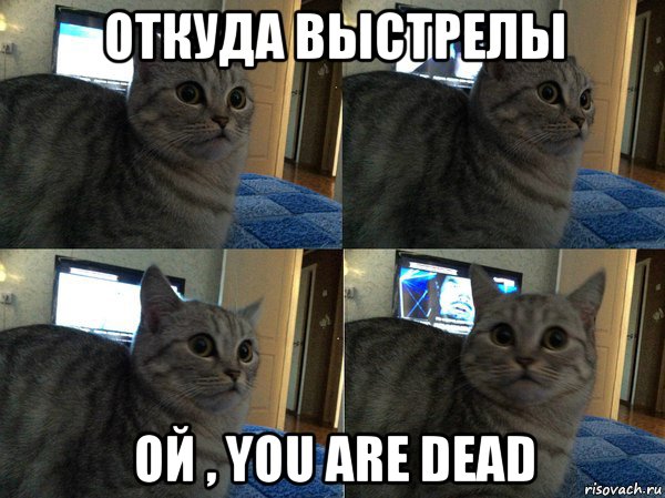 откуда выстрелы ой , you are dead, Мем  Кот в шоке