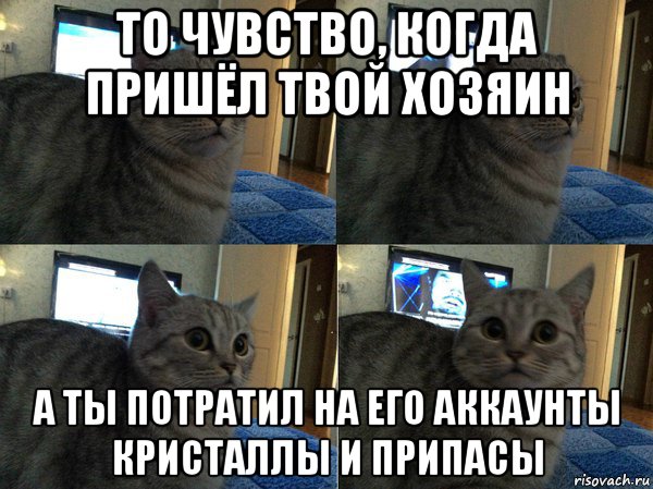 Приходил твой. Твой хозяин. Мемы про котиков и хозяев. Кот хозяин Мем. Когда твой хозяин.