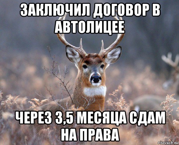 заключил договор в автолицее через 3,5 месяца сдам на права, Мем   Наивный олень