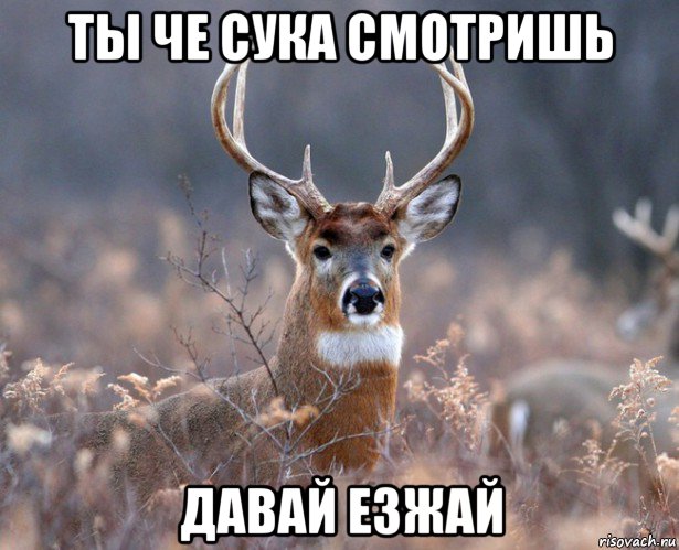 ты че сука смотришь давай езжай