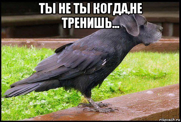 ты не ты когда,не тренишь... , Мем Птица - Рисовач .Ру