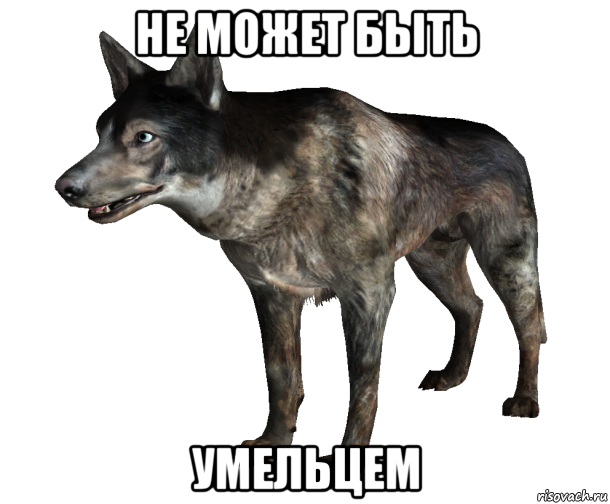 не может быть умельцем, Мем  Собака Fallout