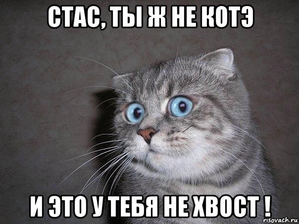 стас, ты ж не котэ и это у тебя не хвост !, Мем  удивлённый кот