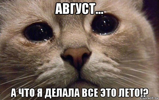 август... а что я делала все это лето!?, Мем   В мире грустит один котик