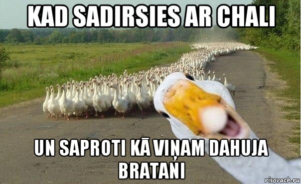 kad sadirsies ar chali un saproti kā viņam dahuja bratani, Мем гуси