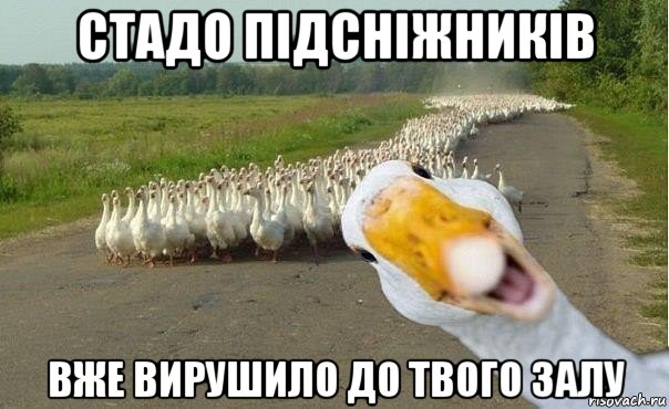 стадо підсніжників вже вирушило до твого залу, Мем гуси