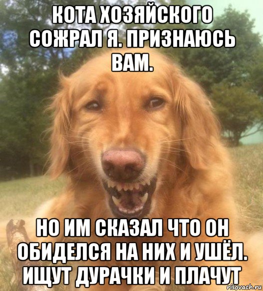 кота хозяйского сожрал я. признаюсь вам. но им сказал что он обиделся на них и ушёл. ищут дурачки и плачут, Мем   Когда увидел что соседского кота отнесли в чебуречную