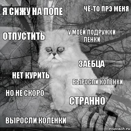 я сижу на попе выросли коленки у моей подружки ЛЕНКИ ВЫРОСЛИ КОЛЕНКИ НЕТ КУРИТЬ ЧЁ-ТО ПРЭ МЕНЯ СТРАННО ОТПУСТИТЬ НО НЕ СКОРО ЗАЕБЦА, Комикс  кот безысходность