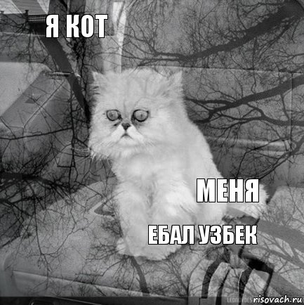 Я кот Меня     Ебал узбек   , Комикс  кот безысходность