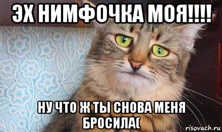 эх нимфочка моя!!!! ну что ж ты снова меня бросила(, Мем  кот печаль