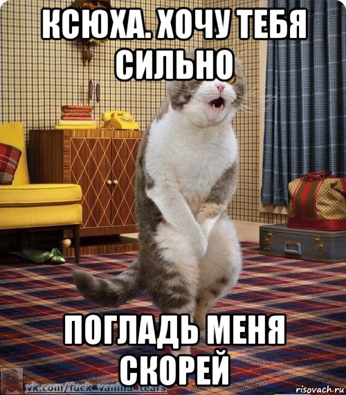 Резко хочу. Кот аааааааааа. Кот на стуле Мем. Аааааааааа мемы. Аааааааааа.