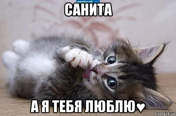 санита а я тебя люблю♥, Мем  котенок