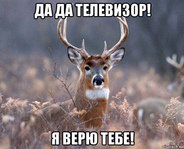 да да телевизор! я верю тебе!