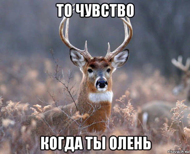 то чувство когда ты олень