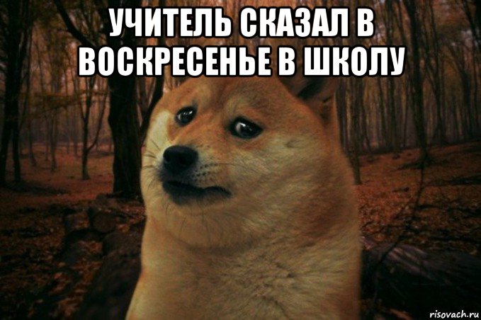 учитель сказал в воскресенье в школу , Мем SAD DOGE