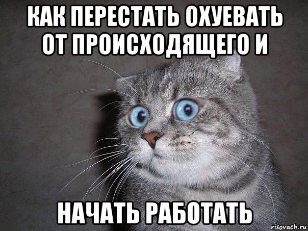 как перестать охуевать от происходящего и начать работать, Мем  удивлённый кот