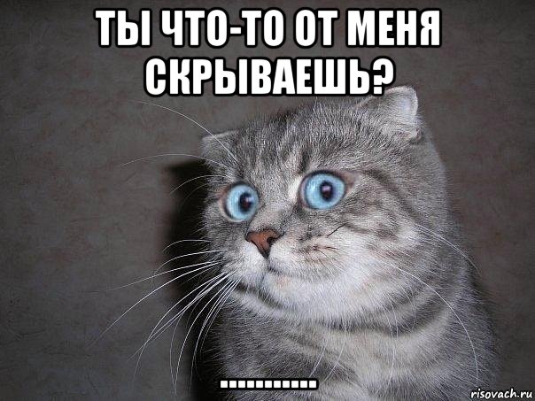 ты что-то от меня скрываешь? ..........., Мем  удивлённый кот