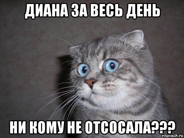 диана за весь день ни кому не отсосала???, Мем  удивлённый кот