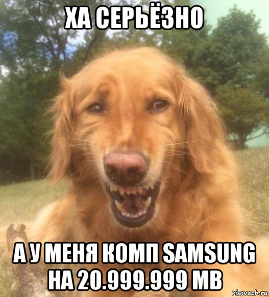 ха серьёзно а у меня комп samsung на 20.999.999 mb, Мем   Когда увидел что соседского кота отнесли в чебуречную