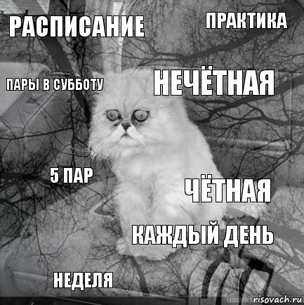 Расписание чётная нечётная неделя 5 пар Практика каждый день пары в субботу  , Комикс  кот безысходность