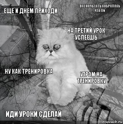 Еще и днем приходи Утром на тренировку На третий урок успеешь Иди уроки сделай Ну как тренировка Все ночь есть собралась что ли    , Комикс  кот безысходность