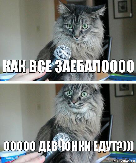 как все заебалоооо ооооо девчонки едут?))), Комикс  кот с микрофоном
