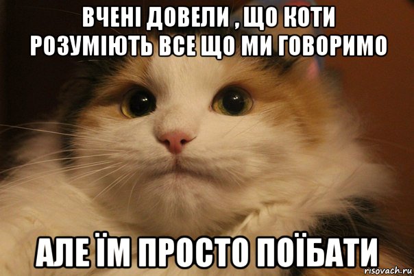 вчені довели , що коти розуміють все що ми говоримо але їм просто поїбати, Мем  Кот в недоразумении