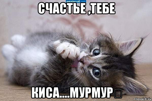 счастье ,тебе киса....мурмур❤, Мем  котенок