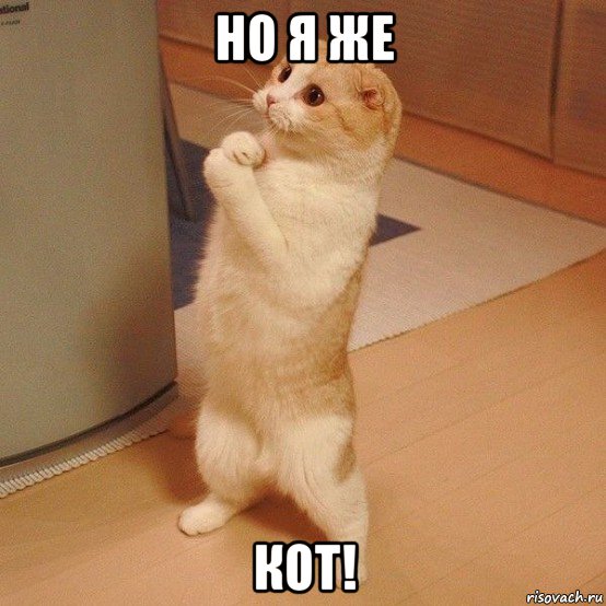 но я же кот!, Мем  котэ молится